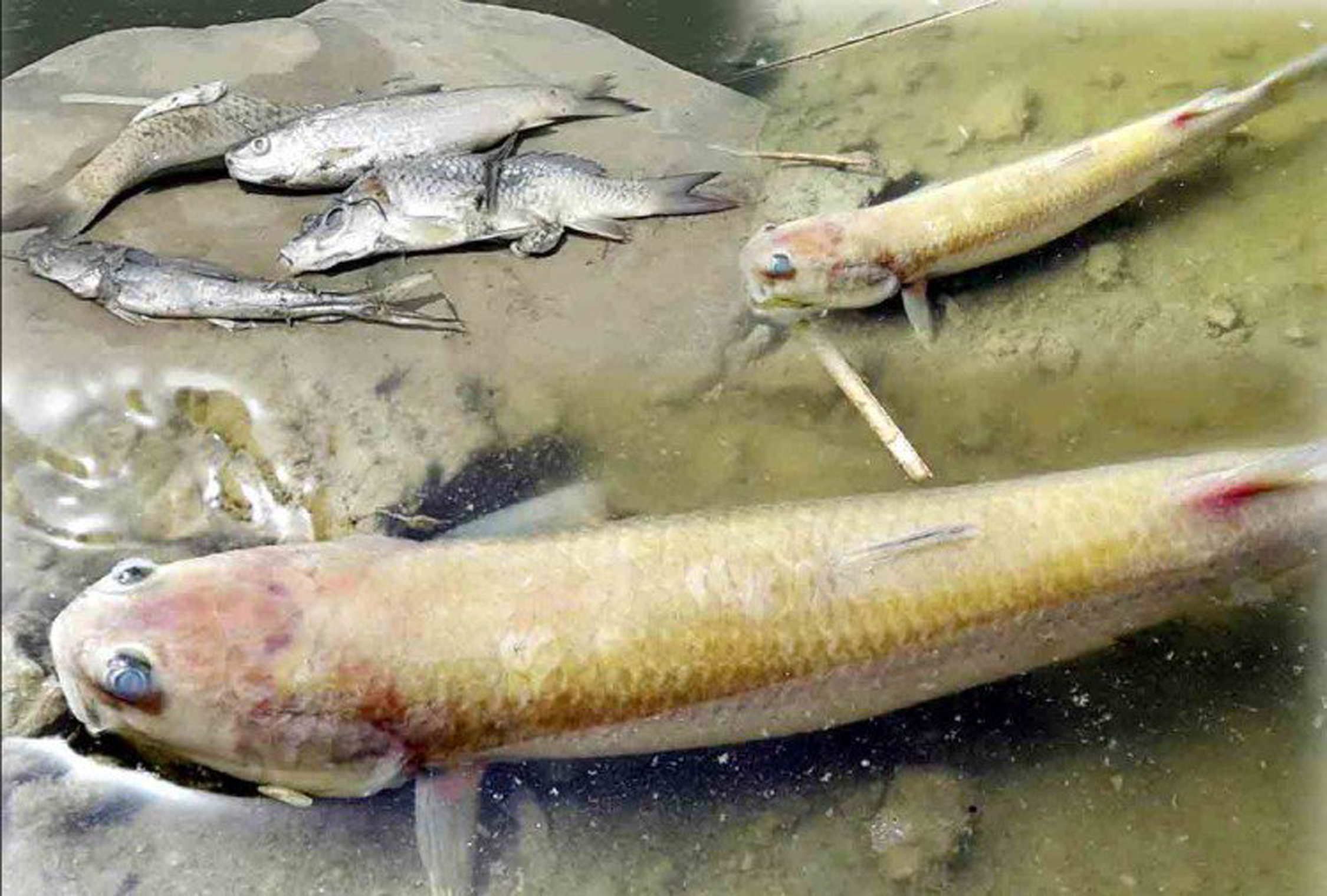 Fish dying in kanpur ganga river