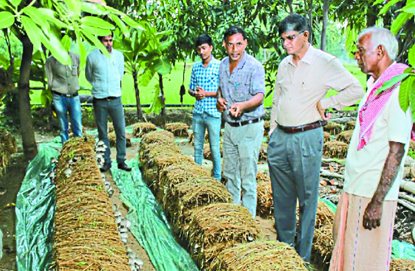 नई तकनीक से किसान ने किया मशरूम उत्पादन, राष्ट्रीय स्तर पर किया गया सम्मानित