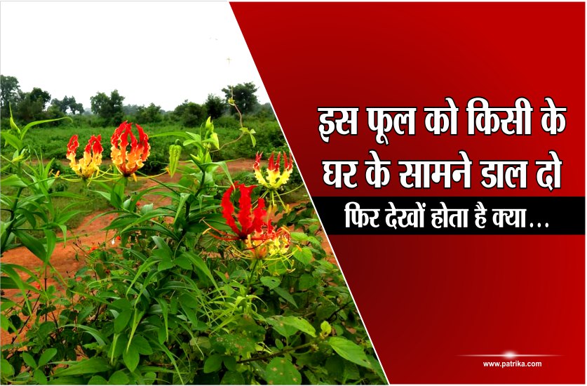 KichKichi Ka Fool is Popular as Quarrelsome flower at home know how