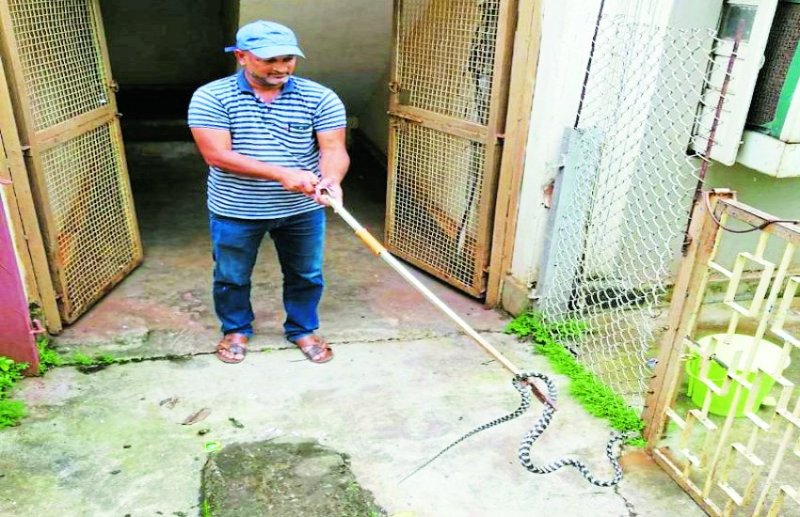 ये है छत्तीसगढ़ का स्नेक मैन, जहरीले सांपों की रक्षा करने कर रहा ये काम, जानकर करेंगे सलाम