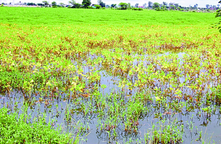 Soybean crop wasted due to excess rain