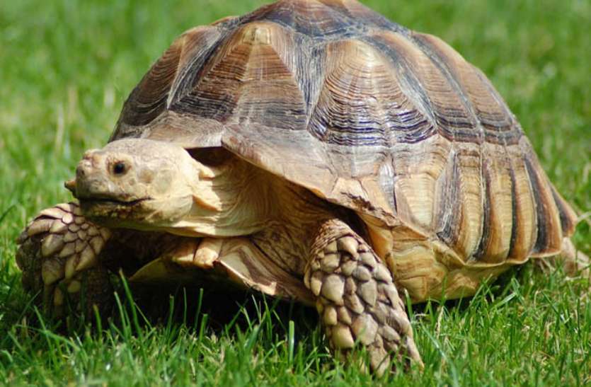 tortoise fraud in jaipur rural