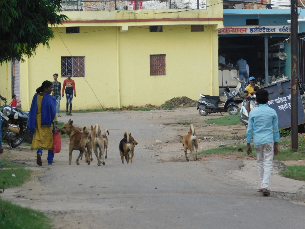 awe-of-stray-dogs-in-street-neighborhoods