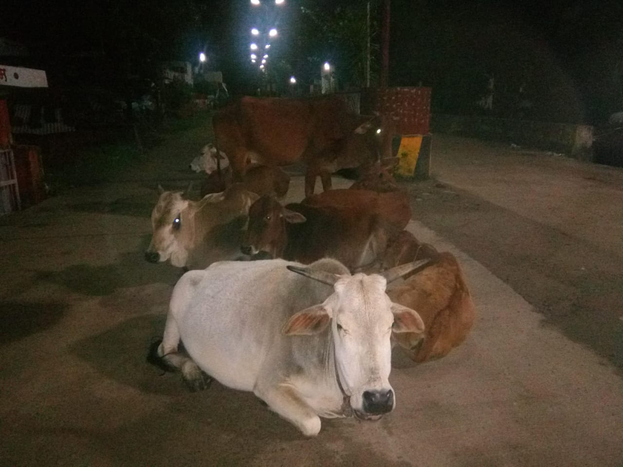 Cattle are seen on the streets instead of cowshed