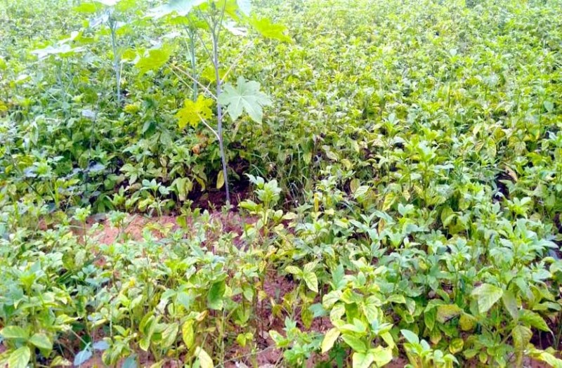 रात को फसलों पर पड़ रही ओस, खराब हो रहा ग्वार