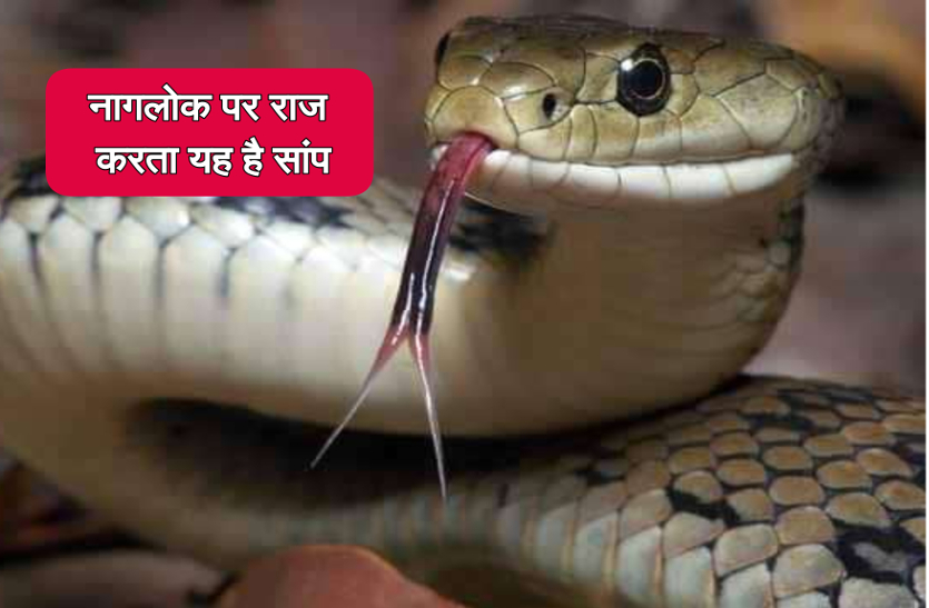 snake bite in Pathalgaon Naglok