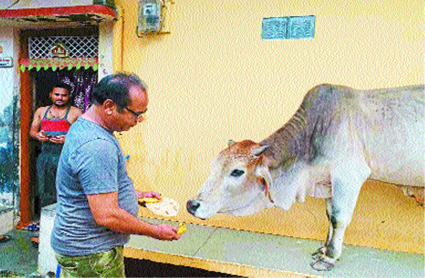 This philanthropist started a good initiative for hungry cattle and do