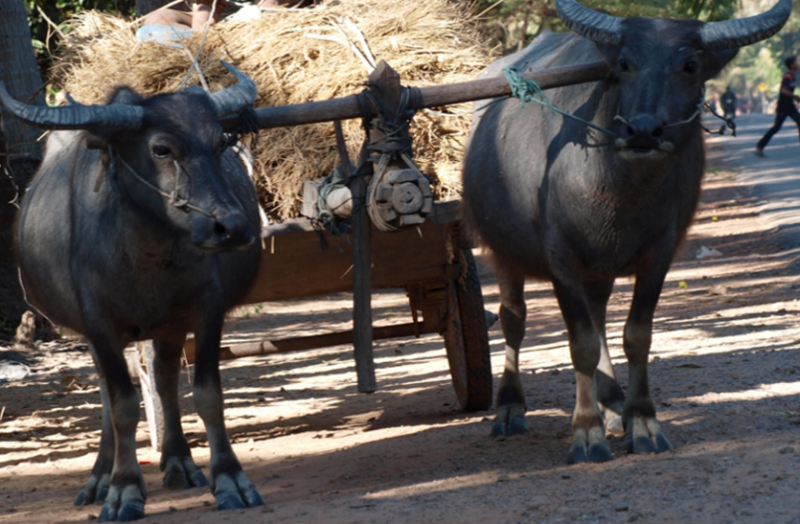 India New Traffic Rules