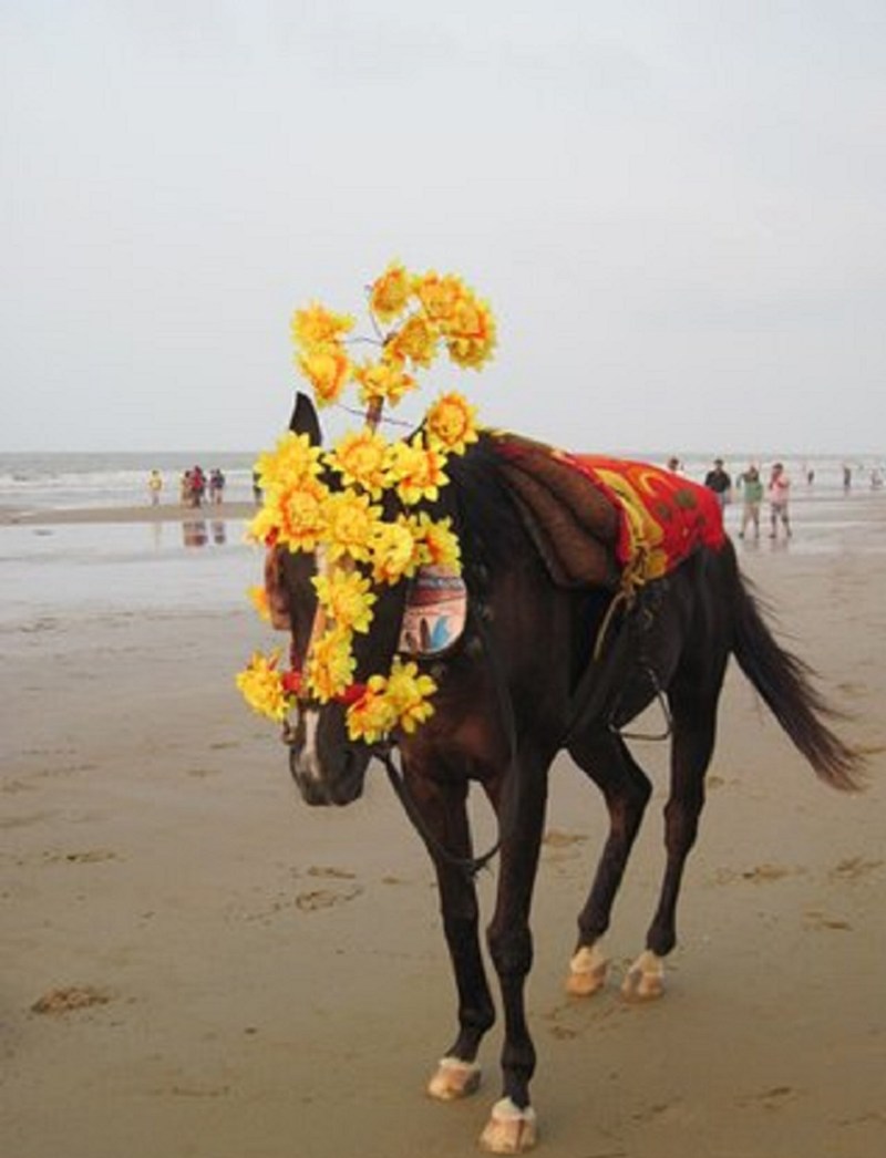 समुद्र किनारे अब नहीं कर सकेंगे घुड़सवारी...