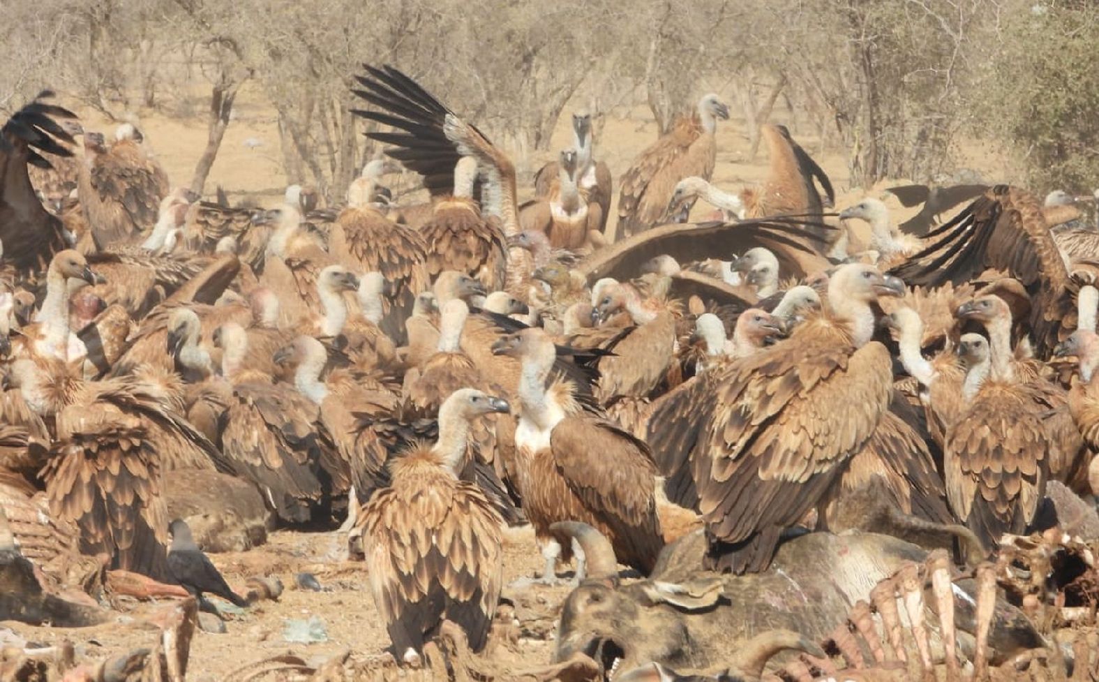 Collard bird reached Jaisalmer for first time from Pakistan