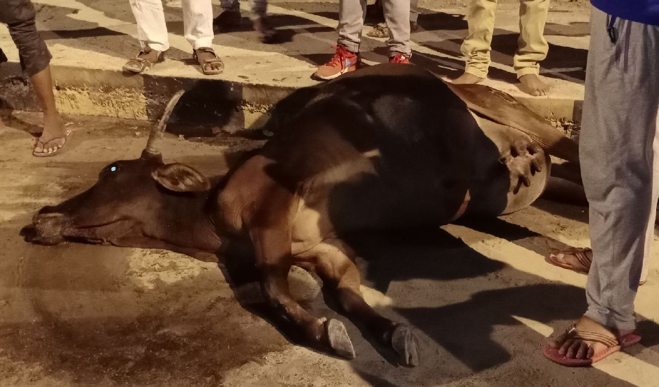 Cow died due to vehicle collision in jaisalmer