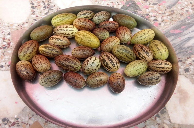 बड़े काम की है काचरी, जानें इसके फायदे