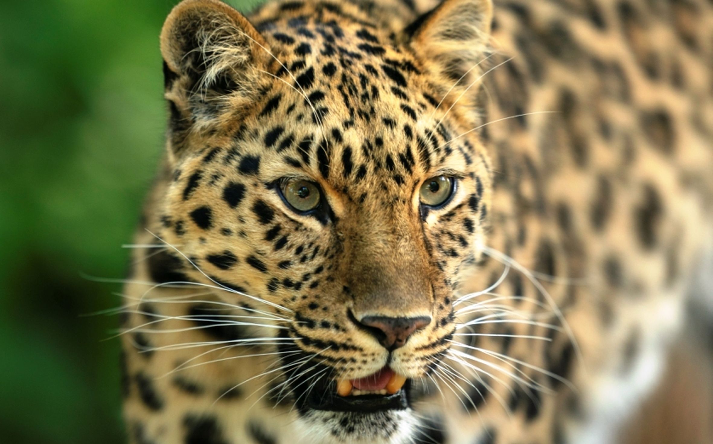 Leopard in niwali