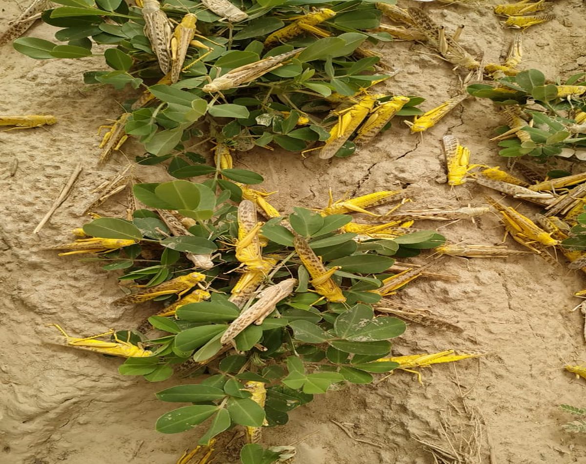 पाकिस्तान से करोड़ों की संख्या में टिड्डियों की आवक जारी, किसान को सता रही फसलों की चिंता