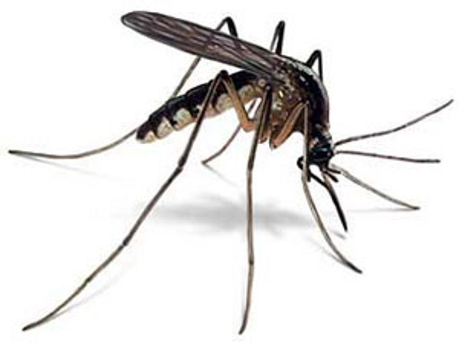 Mosquito-borne urban population in Singrauli