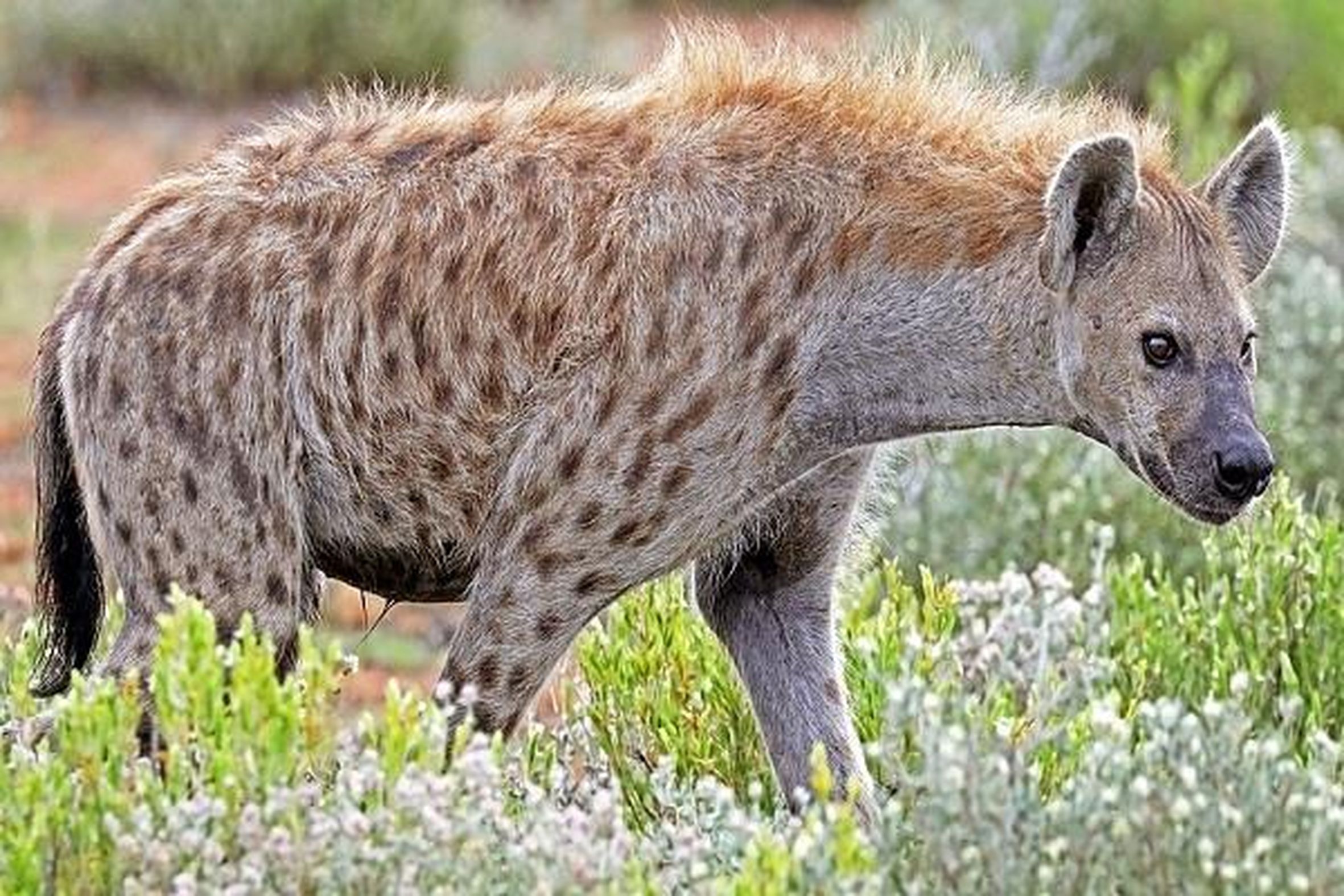 Hyena in field in khetia