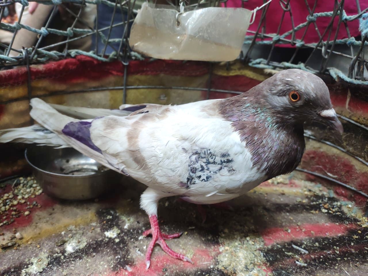Investigation of Pakistani pigeon caught on the border