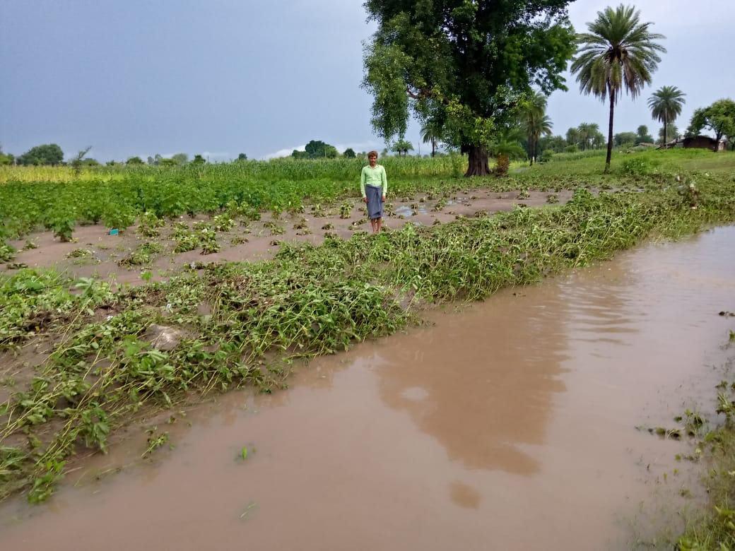 Crops damaged due to heavy rain