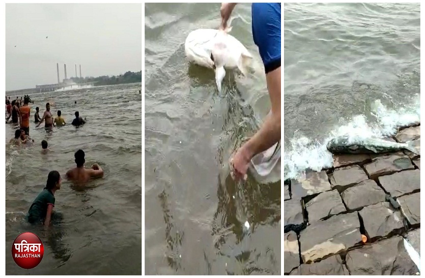 चंबल के रौद्र रूप की शिकार बनी हजारो मछलिया भी, उफान के साथ लग रही किनारे,तीन युवक मछली पकड़ने चंबल में कूदे तो जान के पड गए लाले