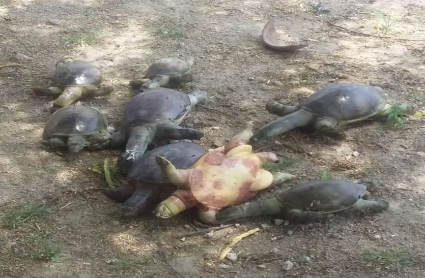 कापरड़ा तालाब में 40 से अधिक कछुओं की संदिग्ध मौत