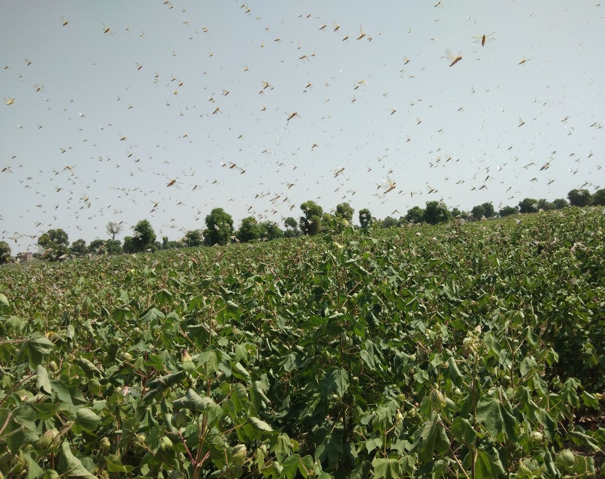 Locusts are not moving even after playing plates and casks