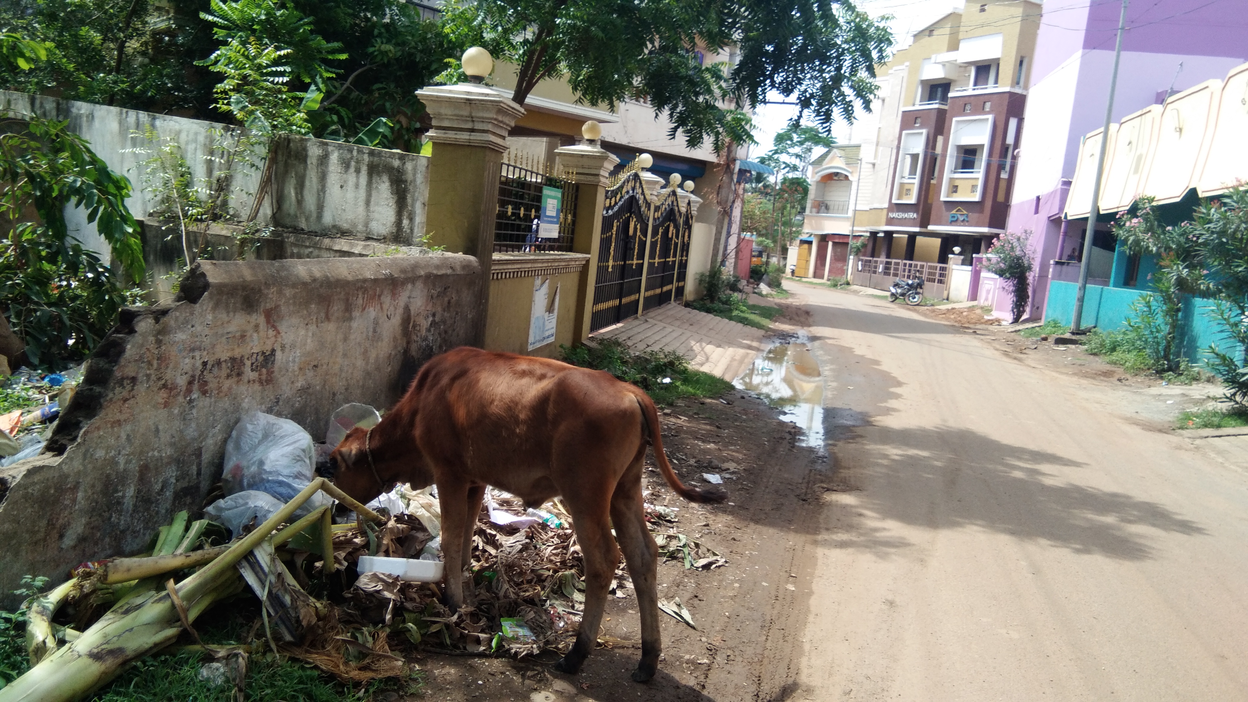 Tamilnadu पशुधन के लिए खतरा बन रहा प्लास्टिक