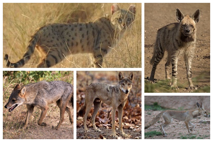 wild animals in thar are becoming extinct due to deforestation