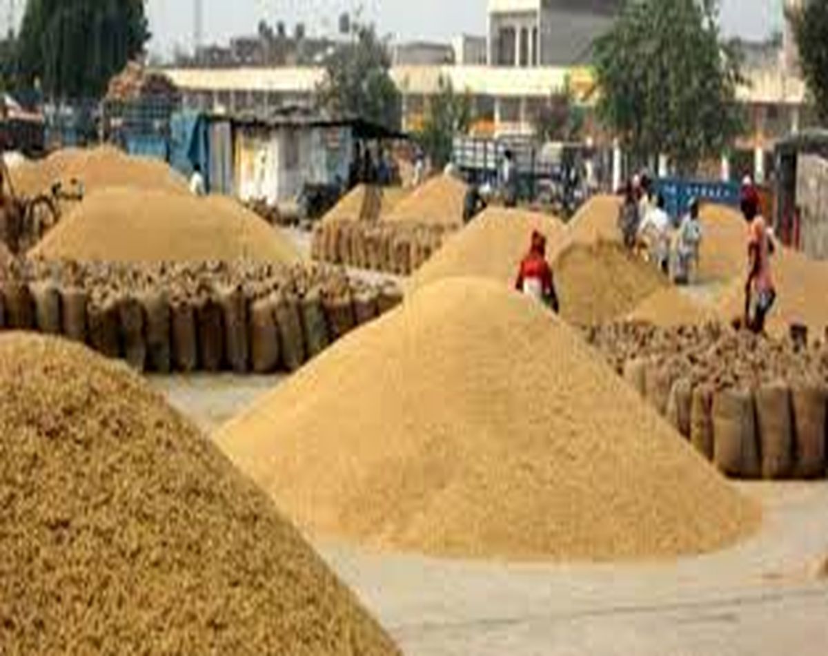 Bikaner news : Kharif crop ready, price in abyss