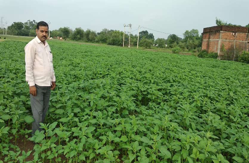 किसान ने बनाया रिकार्ड, इस ट्रिक से बंजर पड़ी भूमि में खेती कर कमा रहा लाखों रुपए
