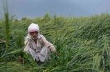 excess rain: फसल खराबे से अन्नदाता पर रोजी-रोटी का संकट