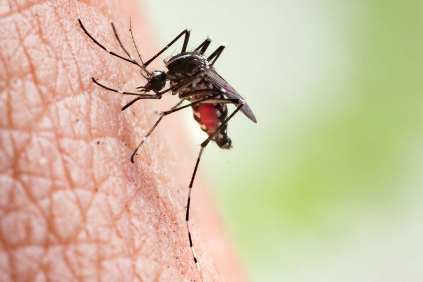 हावड़ा में डेंगू का प्रकोप, 300 लोग बीमार