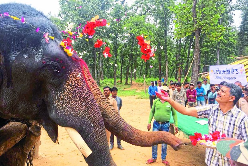Now a female elephant will be a part of Sanjay Tiger Reserve 'Chitra