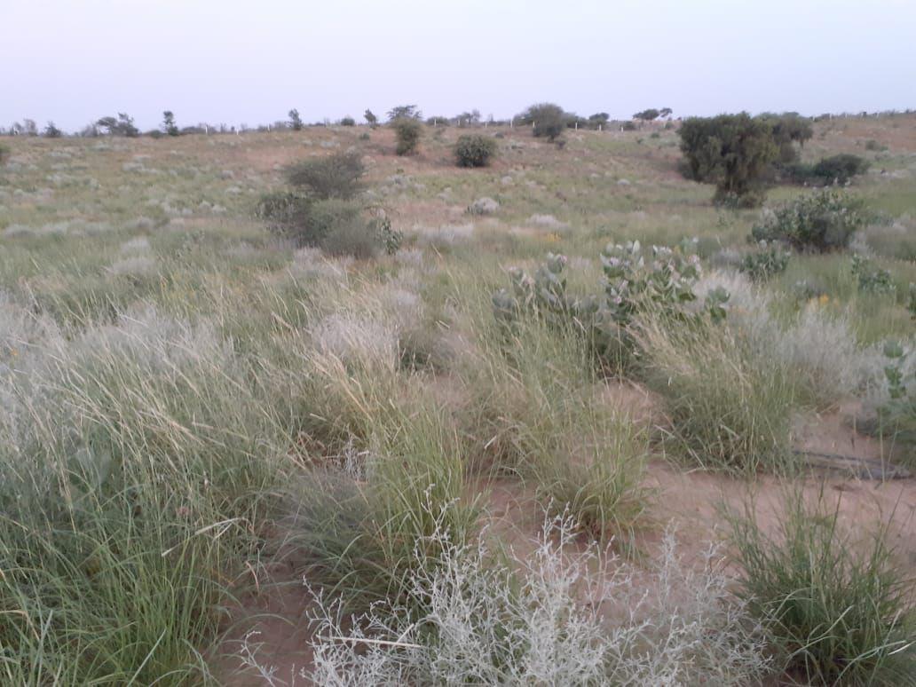 'King of Desert' Sevana Grass in desert