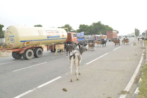 Cattle on national highway