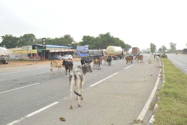 Cattle on national highway