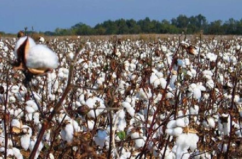 Cotton Crop Helping Alwar Farmers To Improve Living Standards