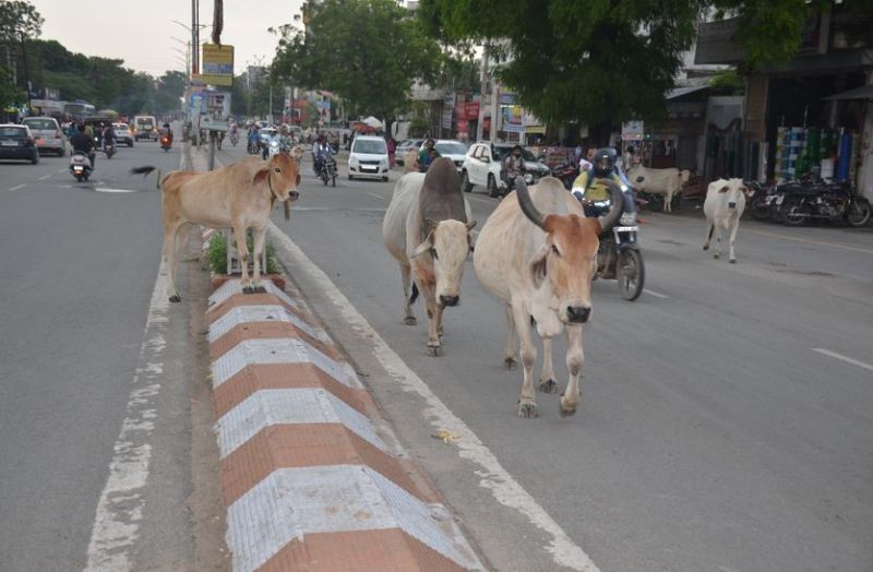 सड़कों पर बैठे मवेशी गोशालाओं में शिफ्ट होंगे, सोमवार से चलेगा अभियान