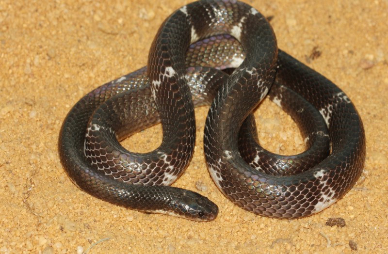 सो रही महिला को करैत सांप ने काटा, मौत