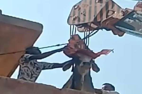 ox found roaming on terrace in jodhpur