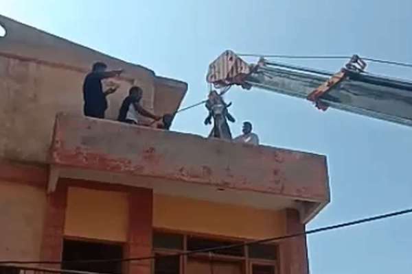 ox found roaming on terrace in jodhpur