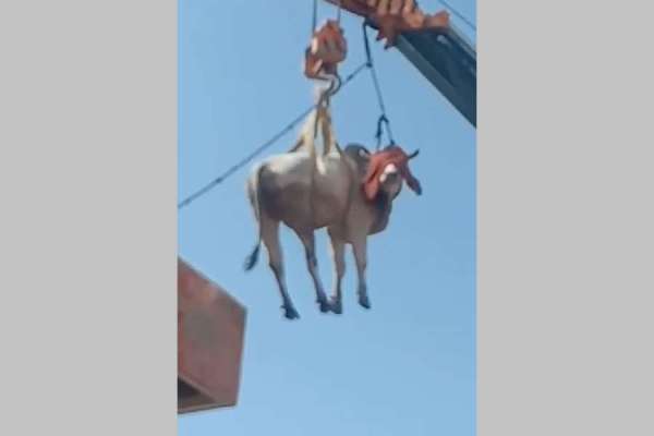 ox found roaming on terrace in jodhpur