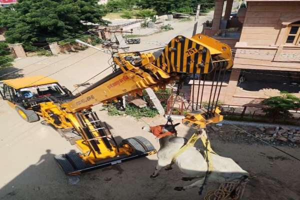 ox found roaming on terrace in jodhpur