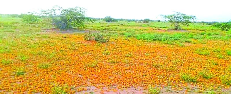 बाड़मेर के गिड़ा व शिव में टिड्डी का हमला, फसलों को नुकसान