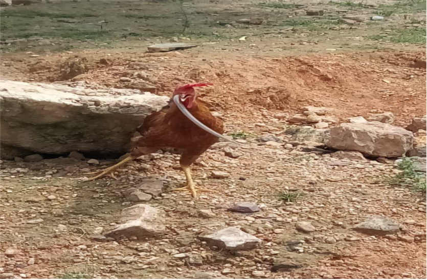  Live snake swallowed cock, people were shocked in Bhilwara