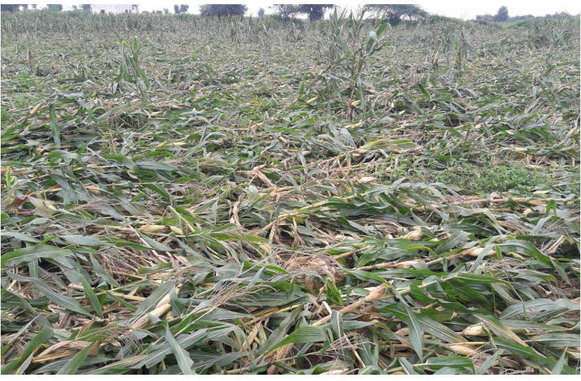  Maize crop destroyed by rain in Bhilwara