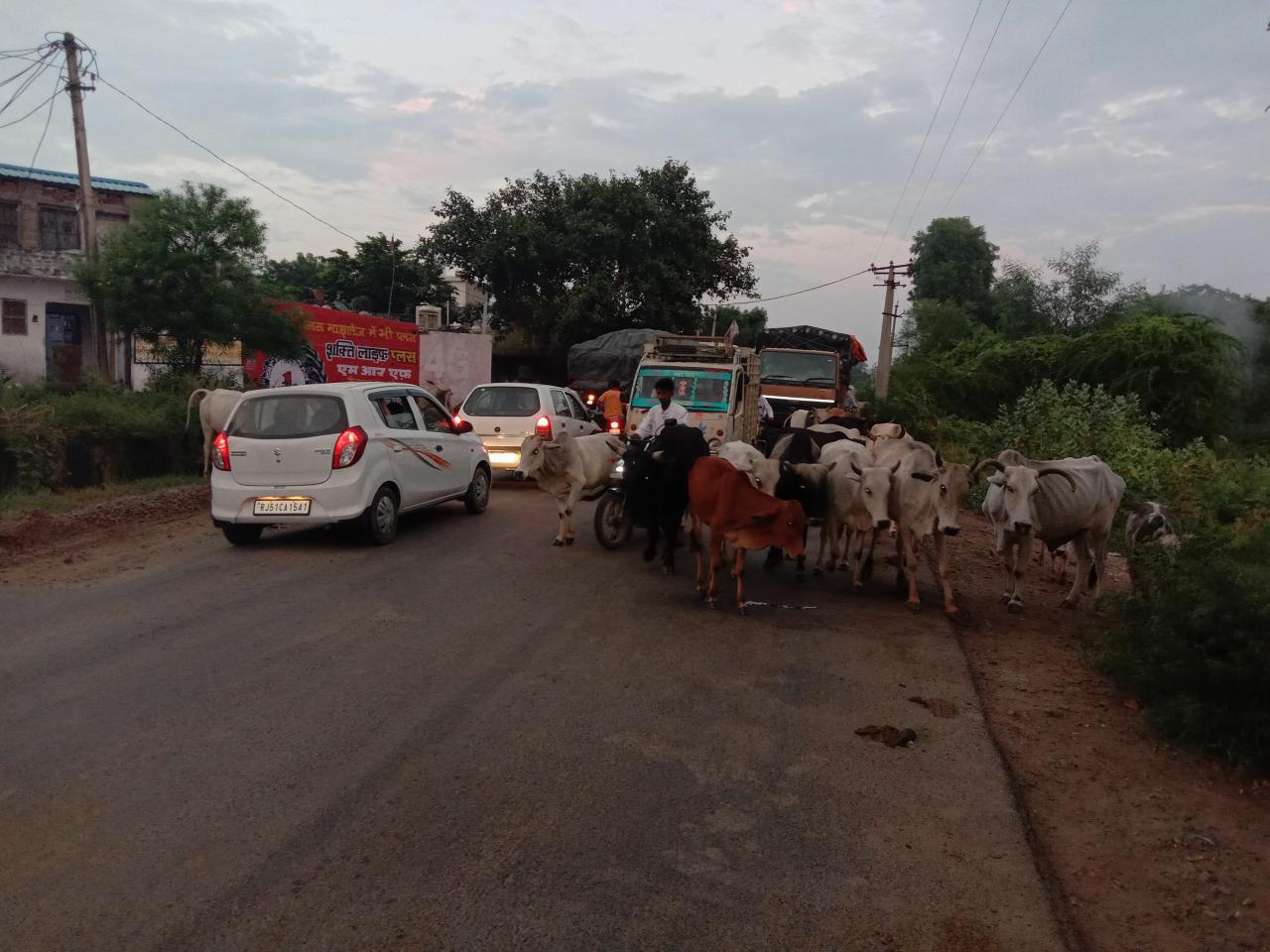 Cattle on the road in bhilwara