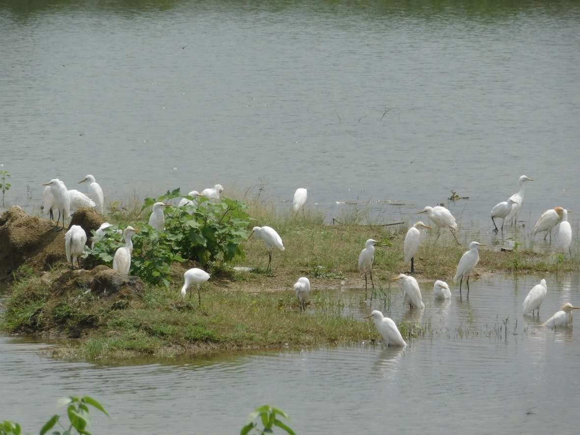 तालाब के किनारे अपने भोजन की व्यवस्था में जुटे बगुला पक्षी