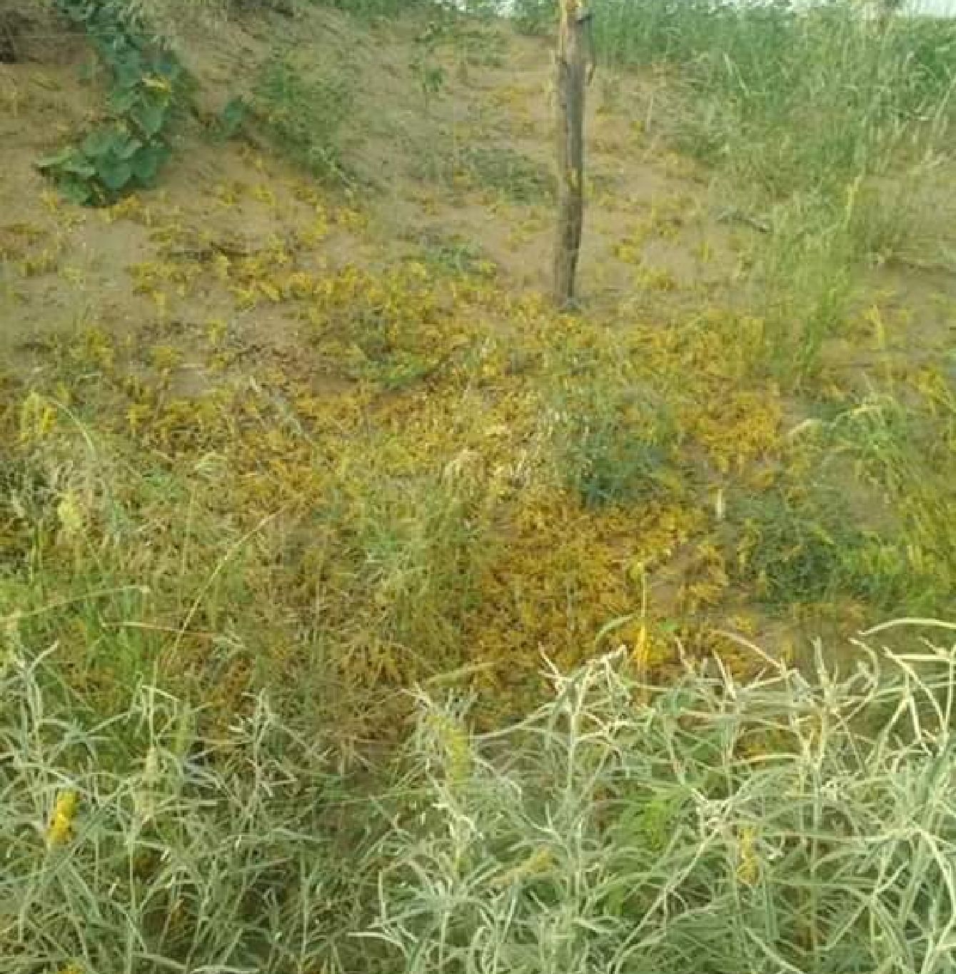 locusts destroyed Khareef crop grown on thousands of bigha land