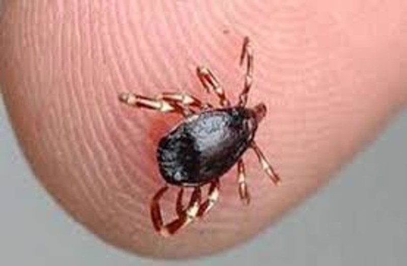 Suspected patient of Congo fever dies in jodhpur