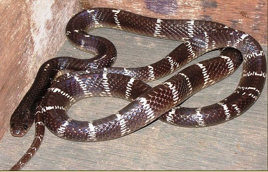 Four poisonous snakes caught at risk in 24 hours